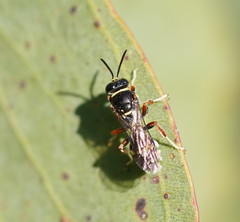 Clitemnestra plomleyi