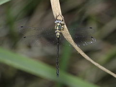 Micromidia atrifrons
