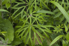 Syneilesis aconitifolia