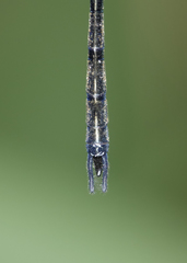 Micromidia atrifrons