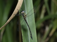 Micromidia atrifrons