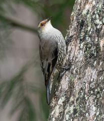 Climacteris erythrops