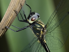 Micromidia atrifrons