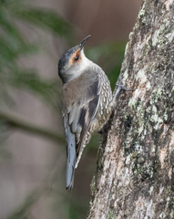 Climacteris erythrops