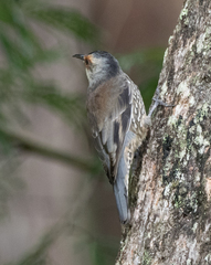 Climacteris erythrops