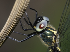 Micromidia atrifrons