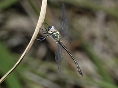 Micromidia atrifrons
