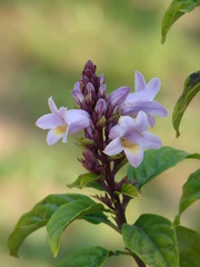 Angiospermae