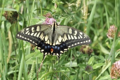 Papilio machaon hippocrates