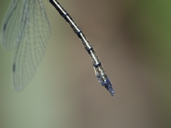 Micromidia atrifrons