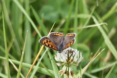 Lycaena phlaeas daimio