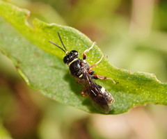 Clitemnestra plomleyi