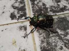 Cheirotonus formosanus