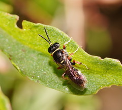 Clitemnestra plomleyi
