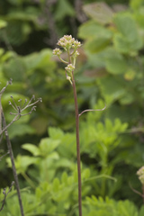 Syneilesis aconitifolia