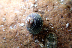 Chlorodiloma adelaidae