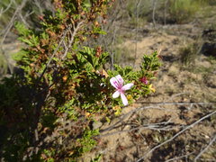 Pelargonium quercifolium