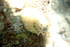 Amblychilepas nigrita