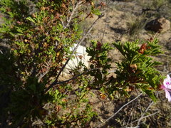Pelargonium quercifolium