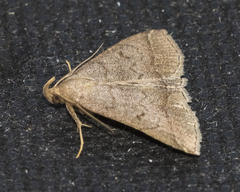 Zanclognatha lunalis