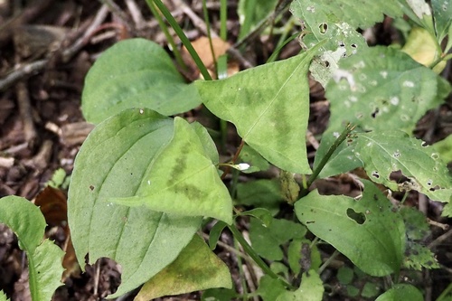 Weak smartweed (Persicaria debilis)