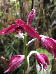 Phaius pulchellus