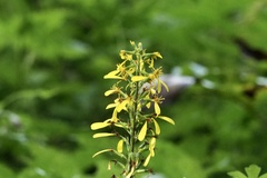Ligularia stenocephala