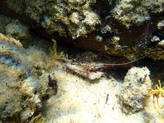 Alpheus novaezealandiae