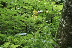 Ligularia stenocephala