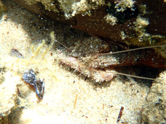 Alpheus novaezealandiae