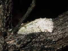 Declana floccosa