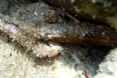 Alpheus novaezealandiae