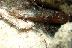 Alpheus novaezealandiae