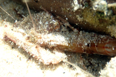 Alpheus novaezealandiae
