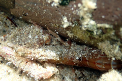 Alpheus novaezealandiae
