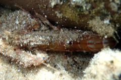 Alpheus novaezealandiae