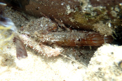 Alpheus novaezealandiae