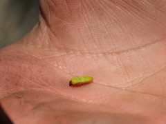 Castiarina subtestacea