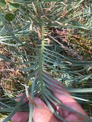 Cycas ophiolitica