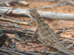 Lozenge-Marked Dragon photo 2