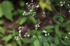 Thalictrum aquilegiifolium