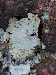 Umbilicaria hirsuta