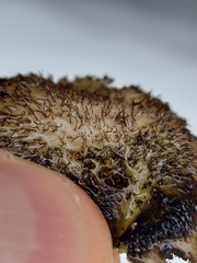 Umbilicaria hirsuta