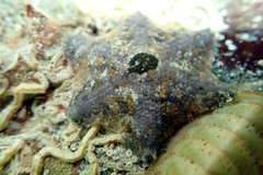 Meridiastra occidens