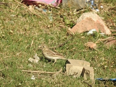 Anthus