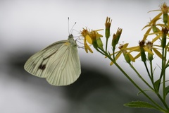 Pieris nesis