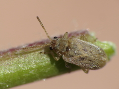 Monoxia obesula