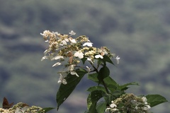 Hydrangea paniculata