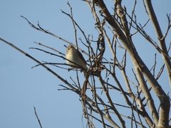 Passeriformes