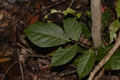Ackama paniculosa